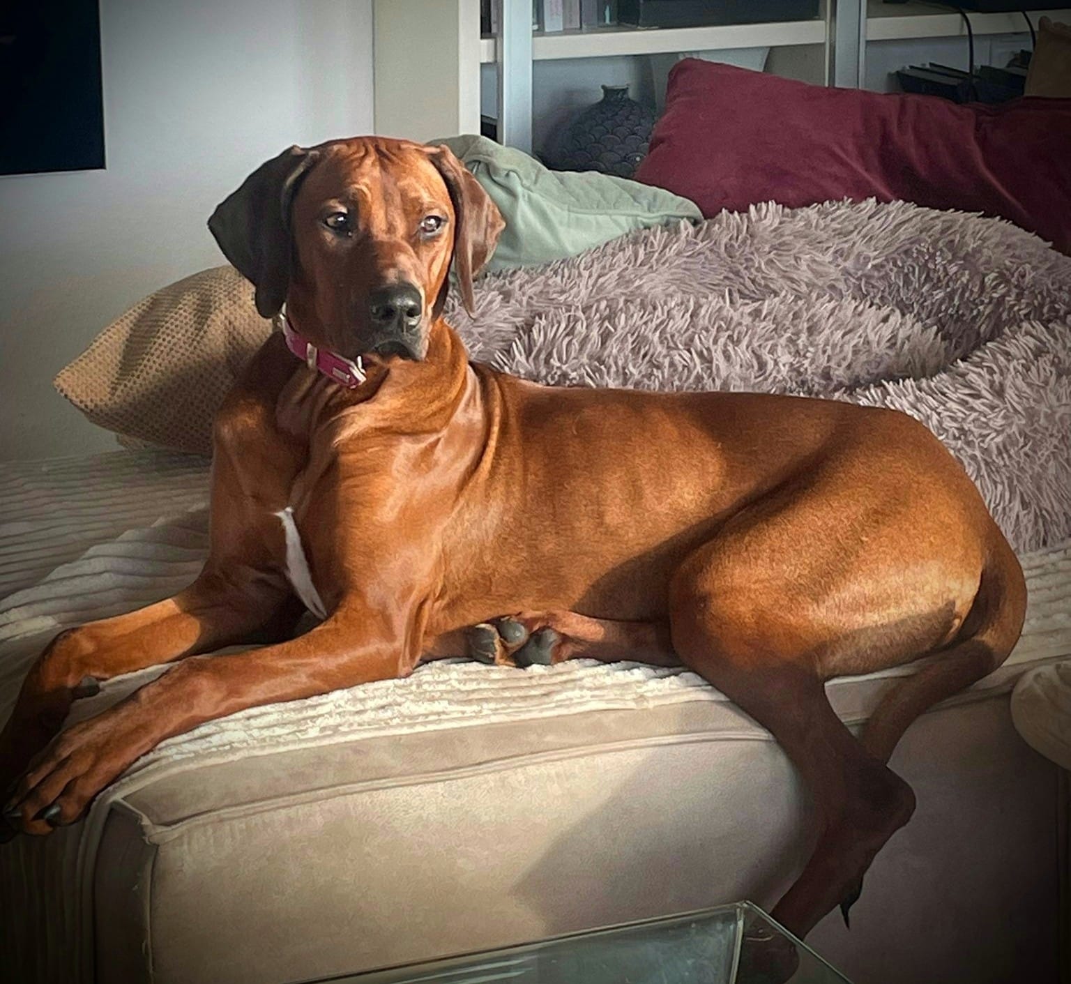 Junghündin Sienna - Rhodesian Ridgeback